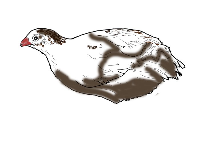 quail3.jpg