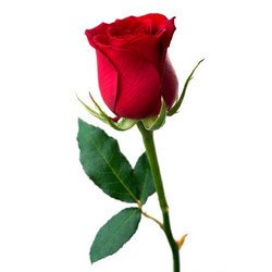 red-rose-250x250.jpg