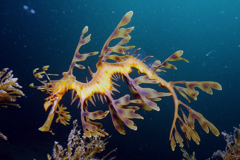 Leafy_Seadragon_on_Kangaroo_Island.jpg