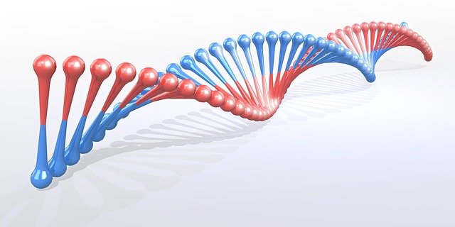 dna-strand-3301568_640.jpg