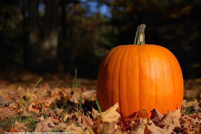 PumpkinInAutumnField-001-110418.jpg