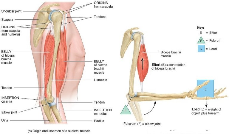 muscle-function.jpg