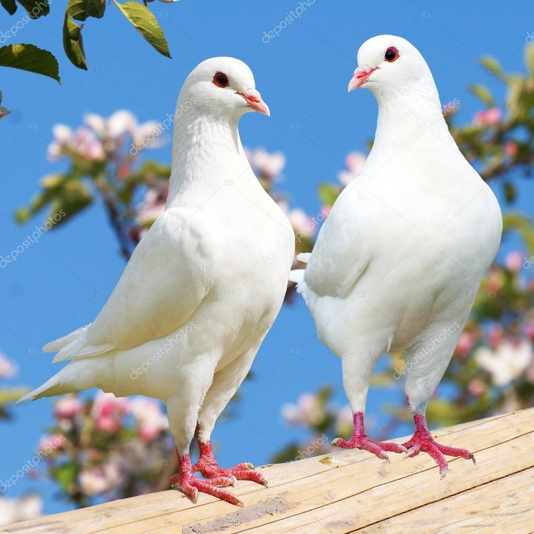 two-white-pigeons-2.jpg