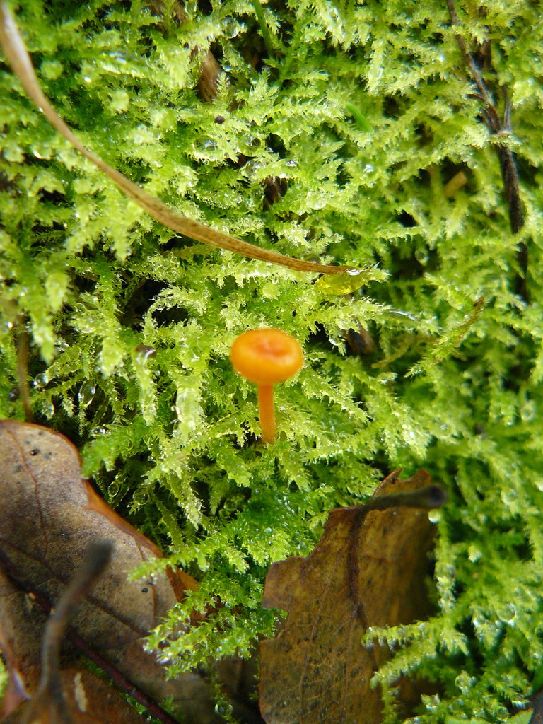 mini mushrooms lumix 1.jpg