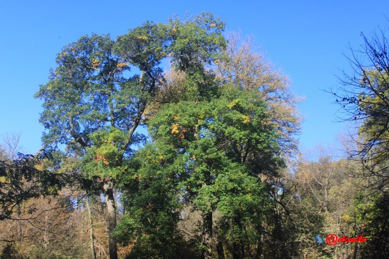 fall trees colors landscape fall-colors fontenelle-forest Fall02081.jpg