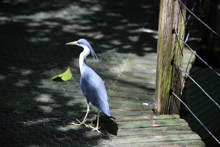 bird, Australia.jpg