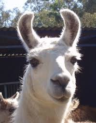 llama.jpg