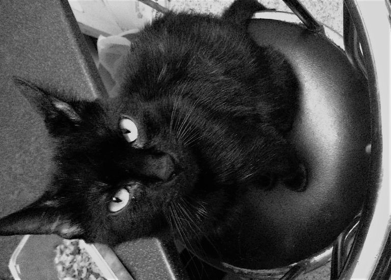 Cat Photography, Human Sitting Sam B&W Sideways, April 23 2017.jpg