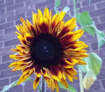 SEPT SUNFLOWER.jpg