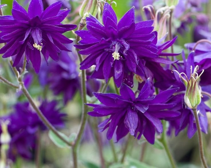 0c04a85ee08c196fca765921cecb6569--aquilegia-perennial-plant.jpg