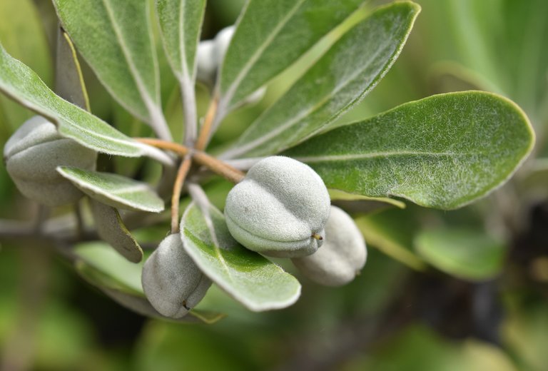 green apple plant.jpg