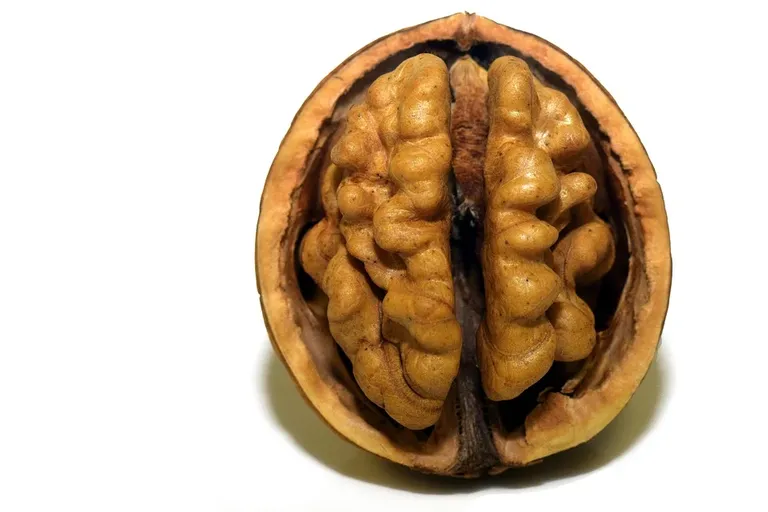 walnut-3072652_960_720 Gehirn.webp