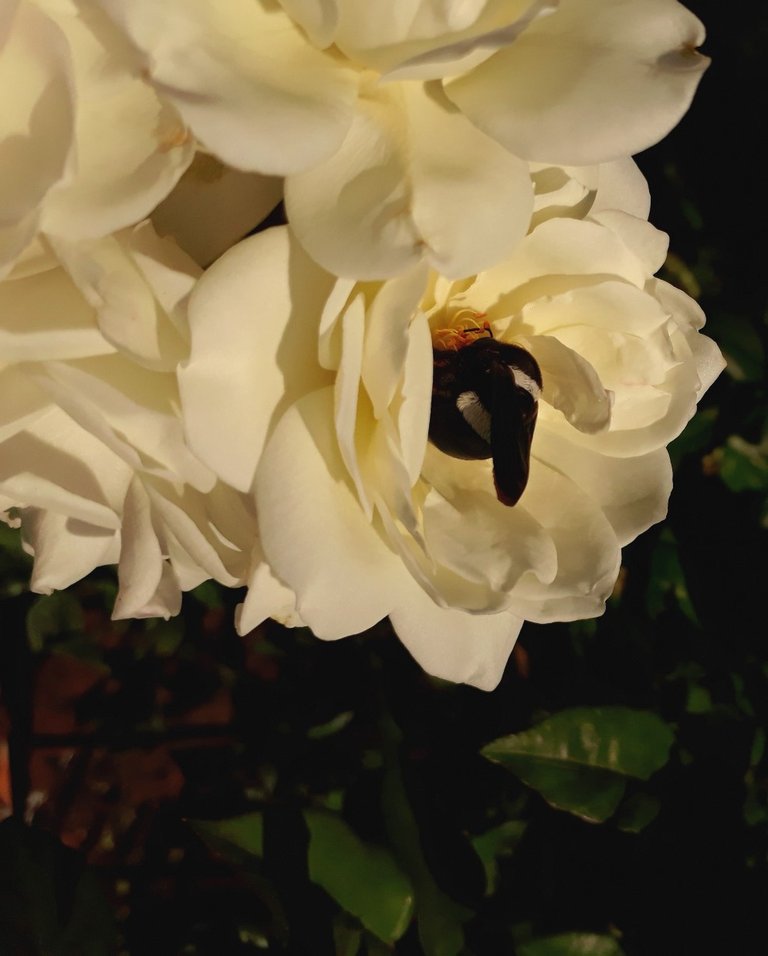 rose bee.jpg