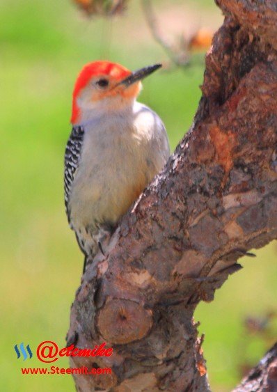 Red-Bellied Woodpecker PFW77.jpg