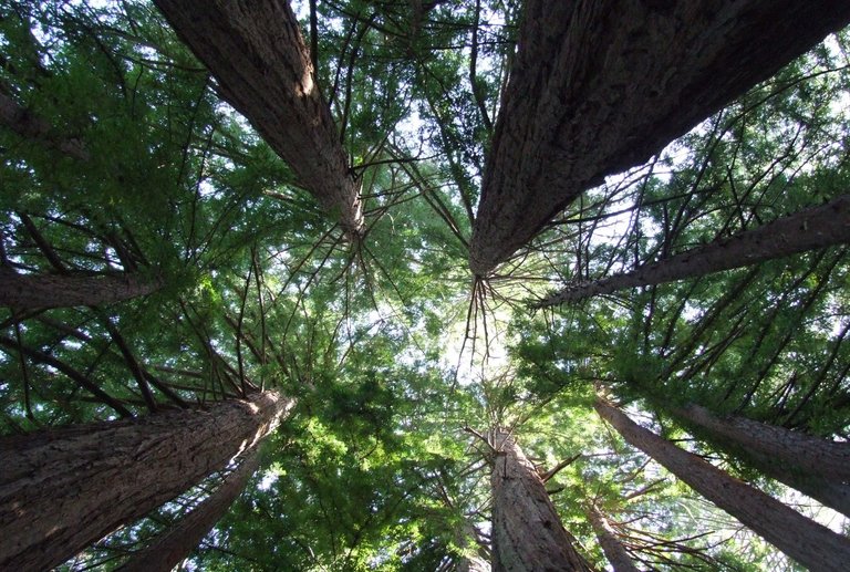 0816-Redwoods.jpg