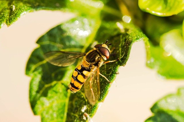 hover-fly-1672677_640.jpg