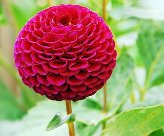 conservatory_of_flowers3.jpg