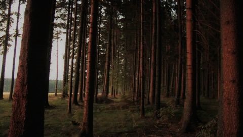 366160985-bosque-de-pinos-pino-planta-tarde-alemania.jpg