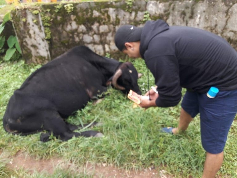 E - Tauseef managing to feed and treat another misplaced buffalo .jpg