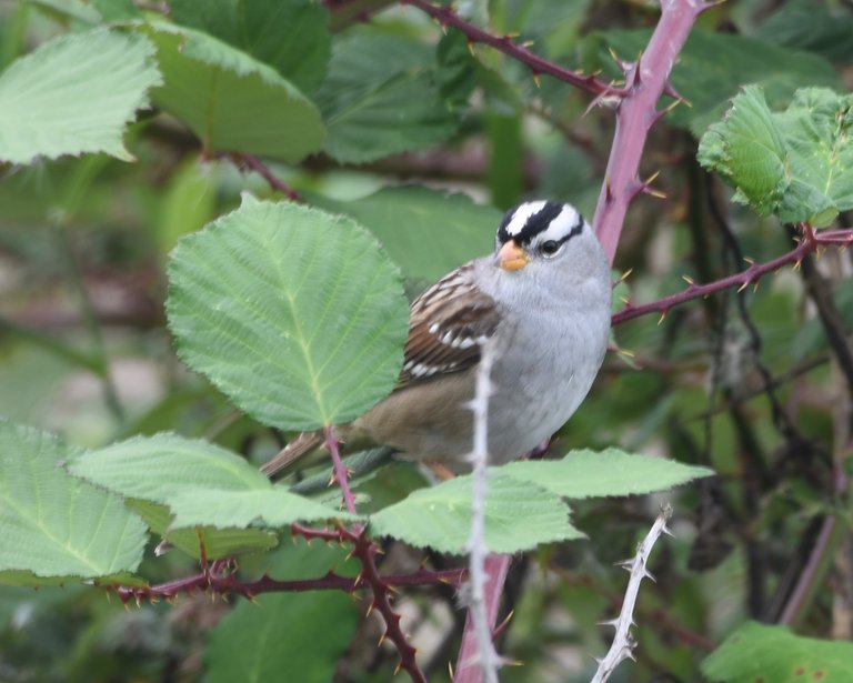 WCSP_0818 2019-10-08 20th St Sparrow Patch.JPG