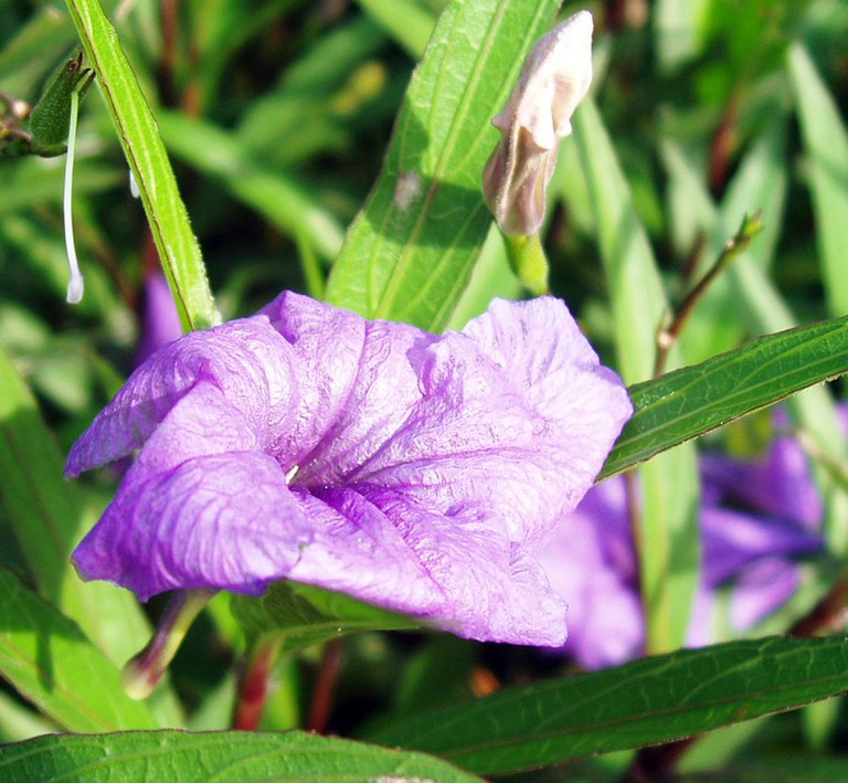 Queen Sirikit Park - flower