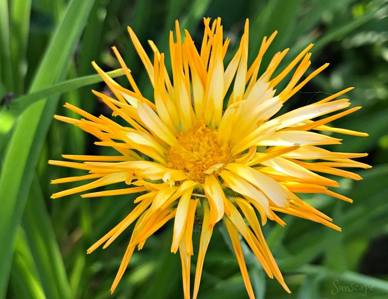 petals yellowflowerday sunscape.jpg