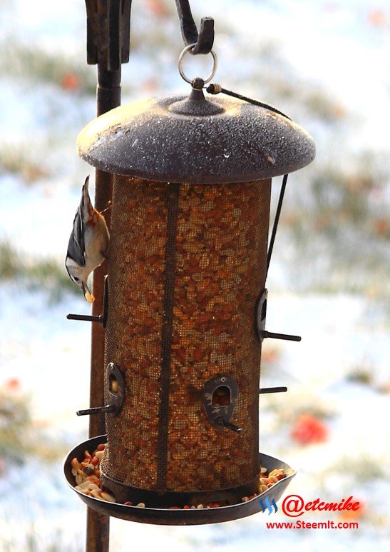 White-Breasted Nuthatch PFW01-07.JPG