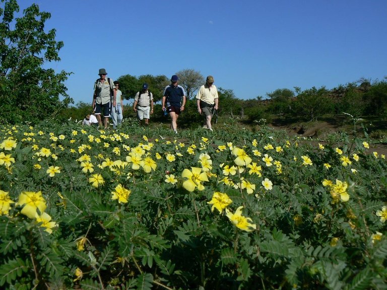 mashatu-game-reserve-botswana-safari-green-season.JPG