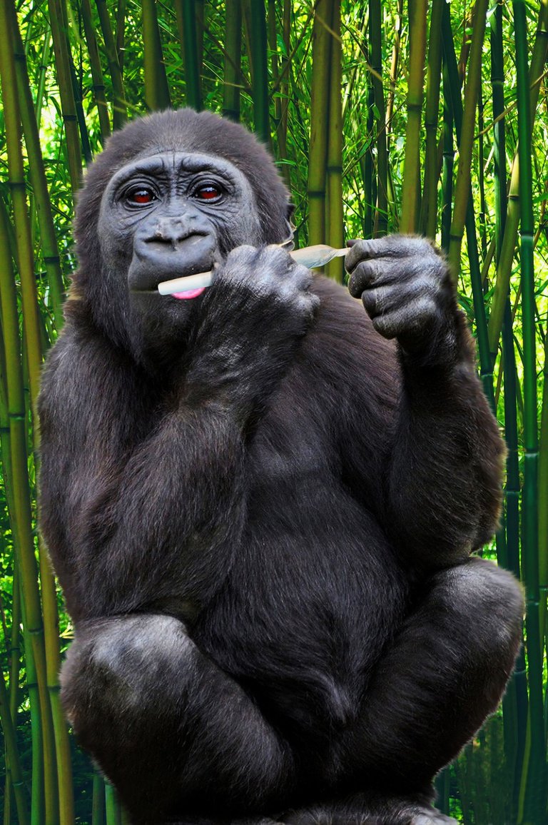 gorilla-971411_1920.jpg