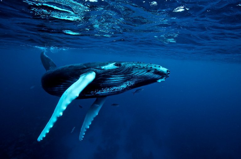 humpback_whale.jpg