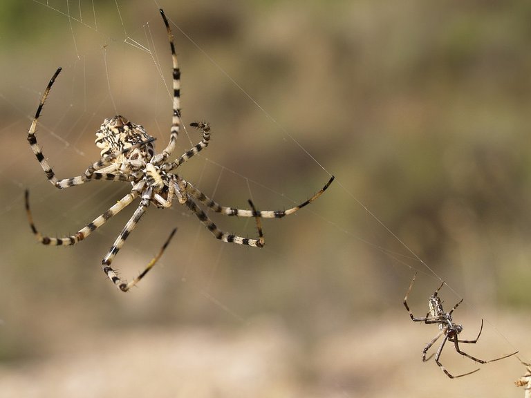 argiope 3.jpg