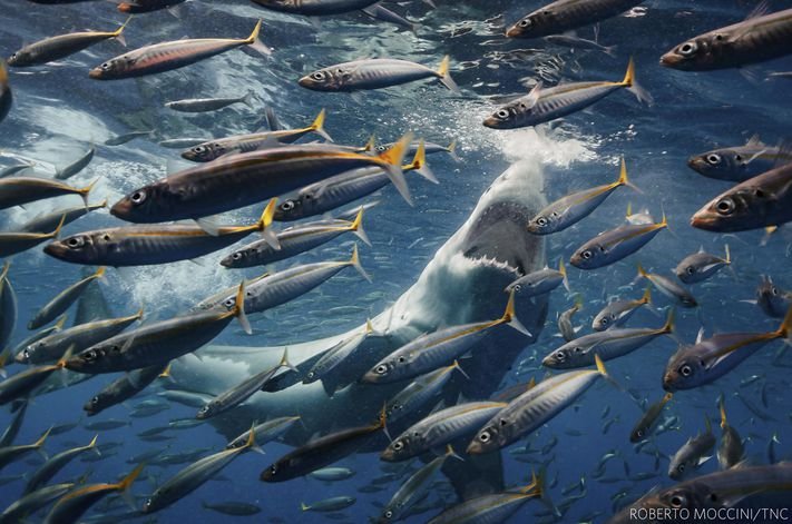 1-Sharks-Lunch.jpg