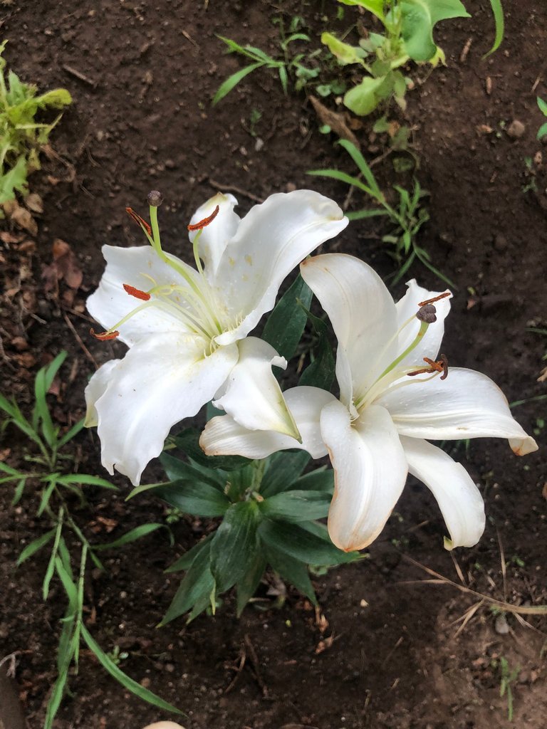 happy lily flowers