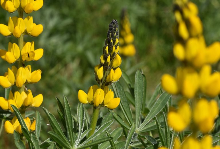 lupine yellow wildflower.jpg