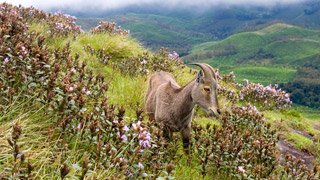 Neelakurinji_and_Nilgiri_Tahr_66.jpg