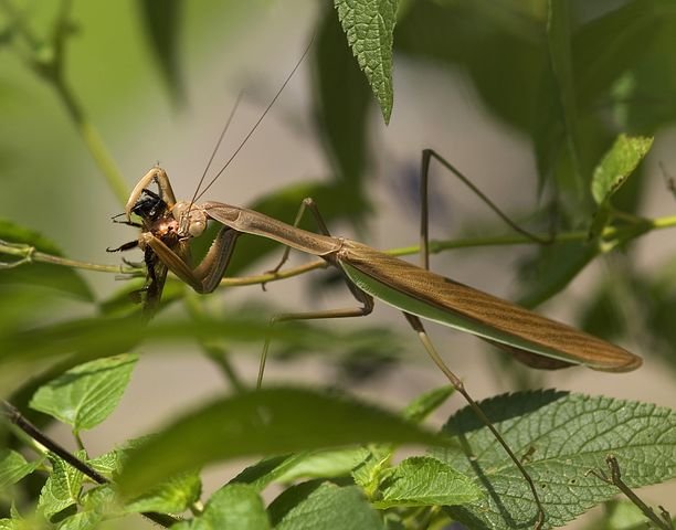 praying-mantis-67762__480.jpg