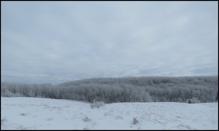 Frosted trees on hill with rays of white clouds above.JPG