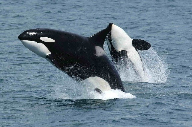 killer-whales-591130_640.jpg