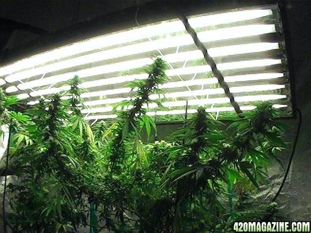 fluorescent-grow-light-weed.jpg