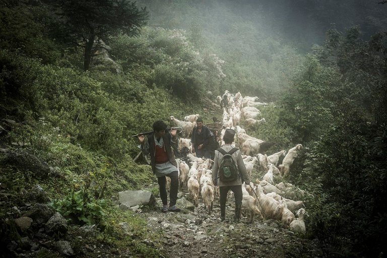 Herders-in-Mid-Hills-of-Nepal_50.jpg