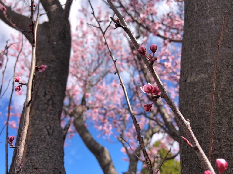 Cherry Blossom