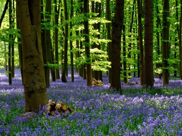 bluebells_06.jpg