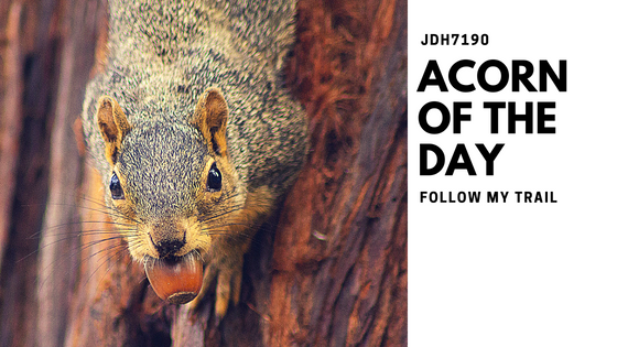Acorn of the Day (2).png