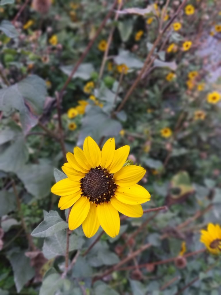 IMG_20180624_055506.jpg