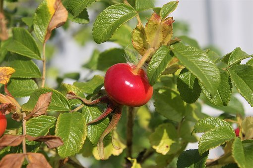 rose-hip-2665912__340.jpg