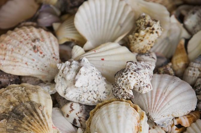 seas shells.jpg