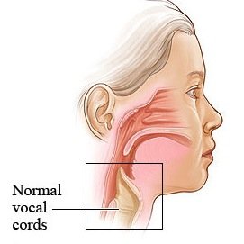 vocal-folds-thumb.jpeg