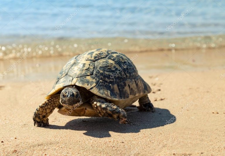 depositphotos_122626092-stock-photo-turtle-on-the-sandy-beach.jpg