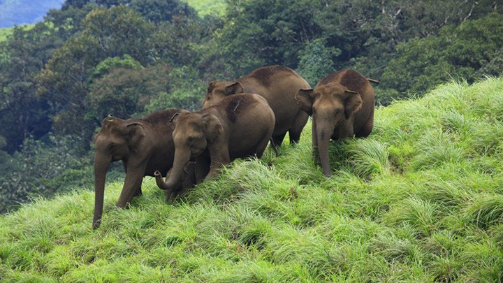 idukki_wildlife_sanctuary20131031104628_188_1.jpg