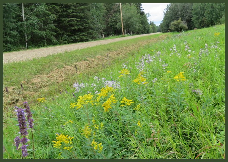 closeup of hyssop and last of goldenrod and fleabane in ditch.JPG